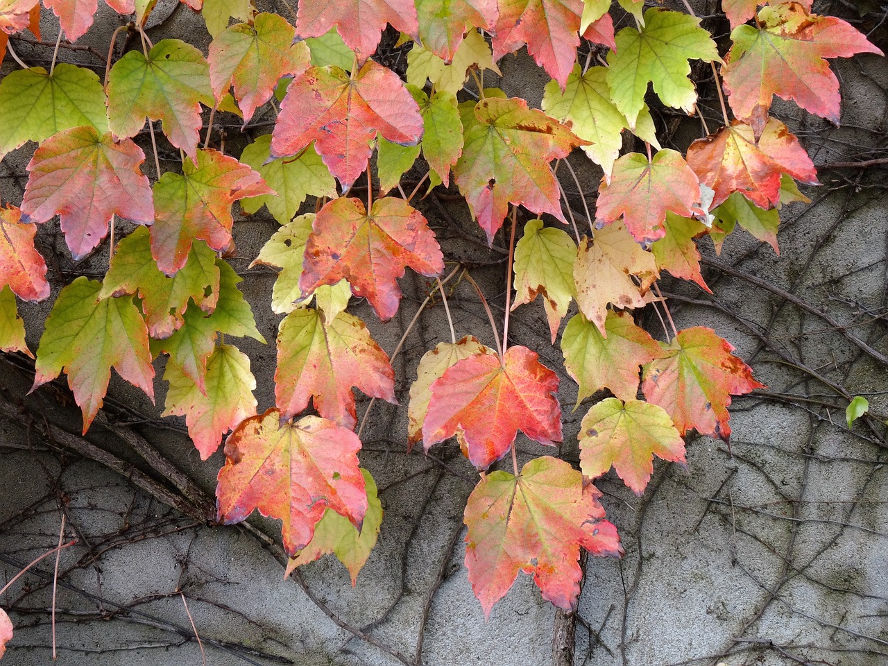 vine vine leaf creeper free photo