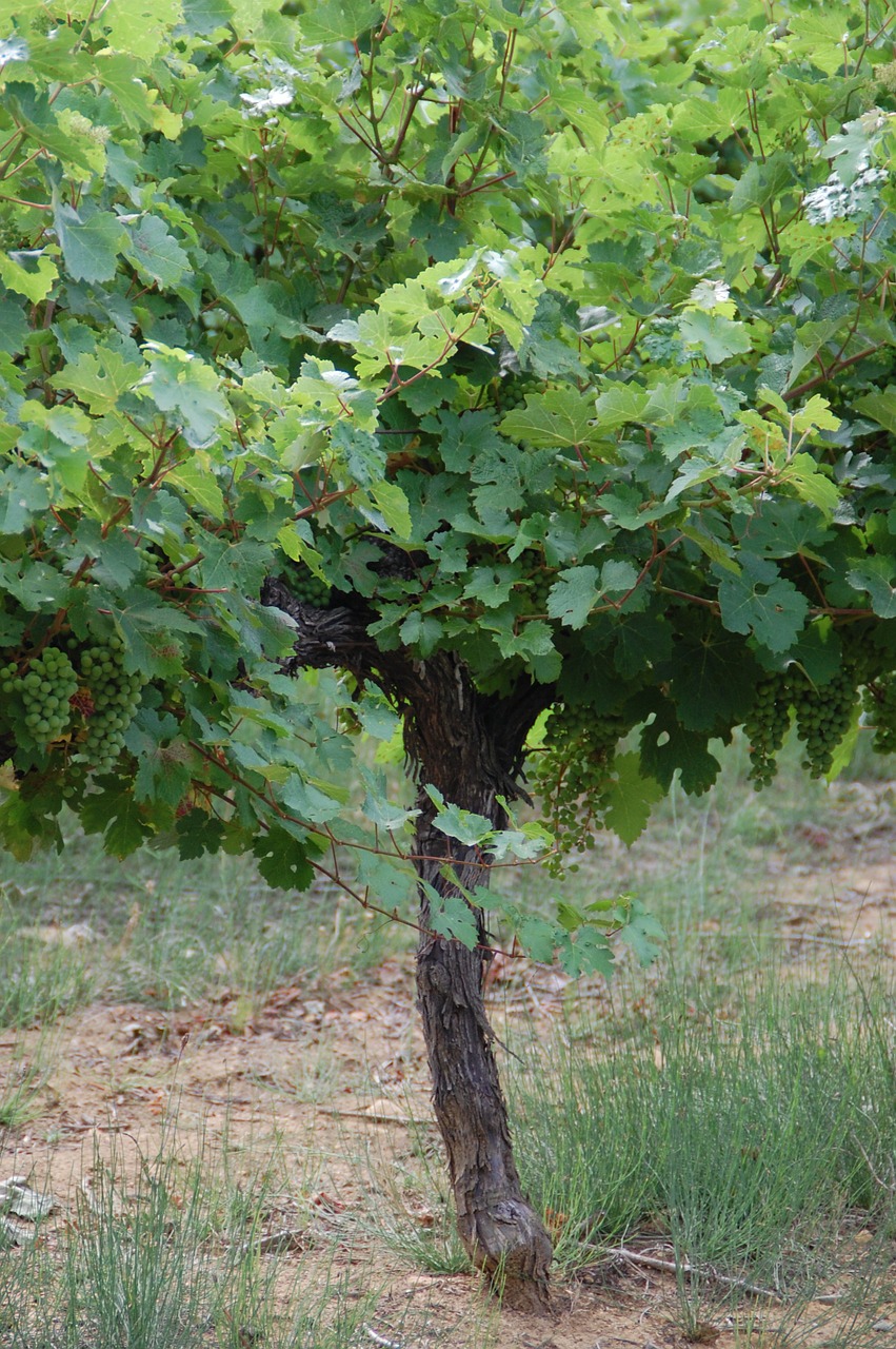 vine grape nature free photo