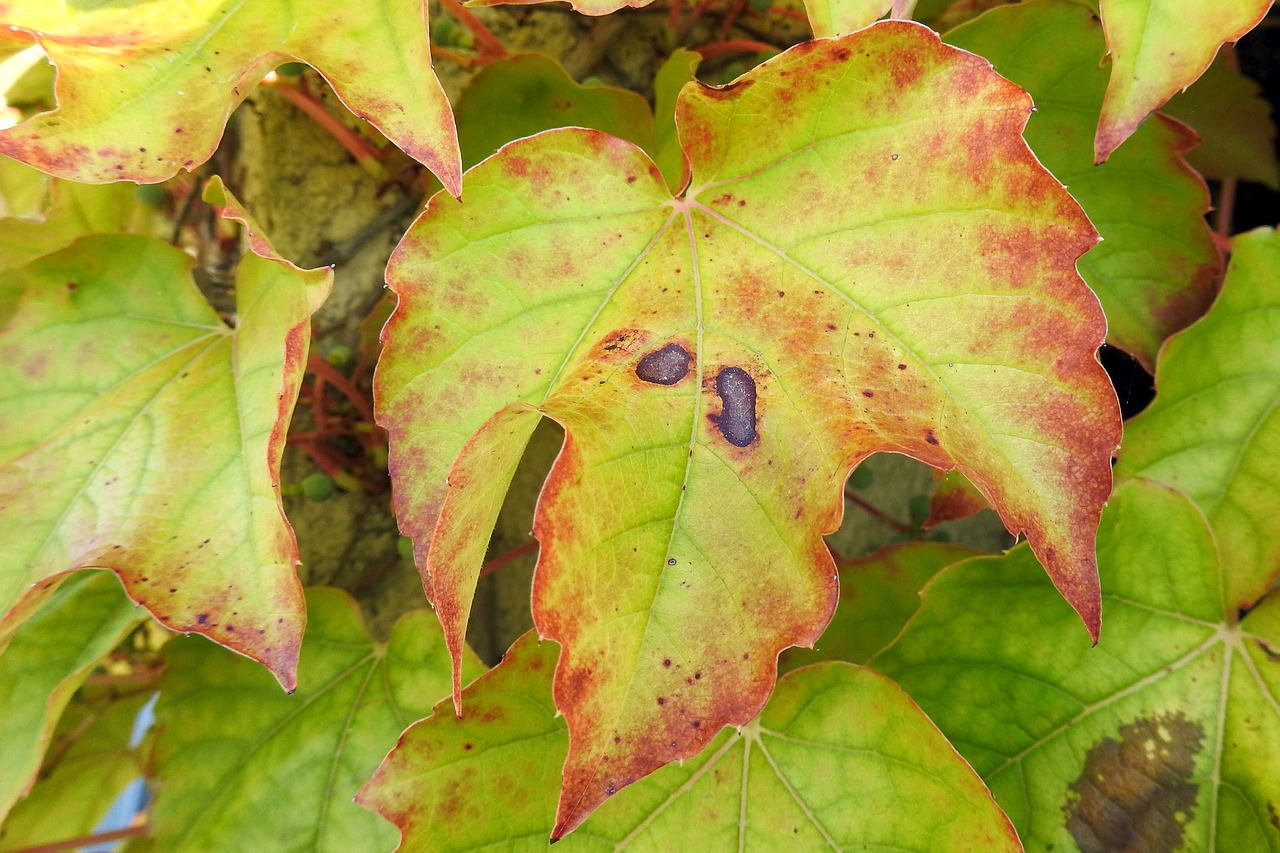 vine vine leaves leaves free photo