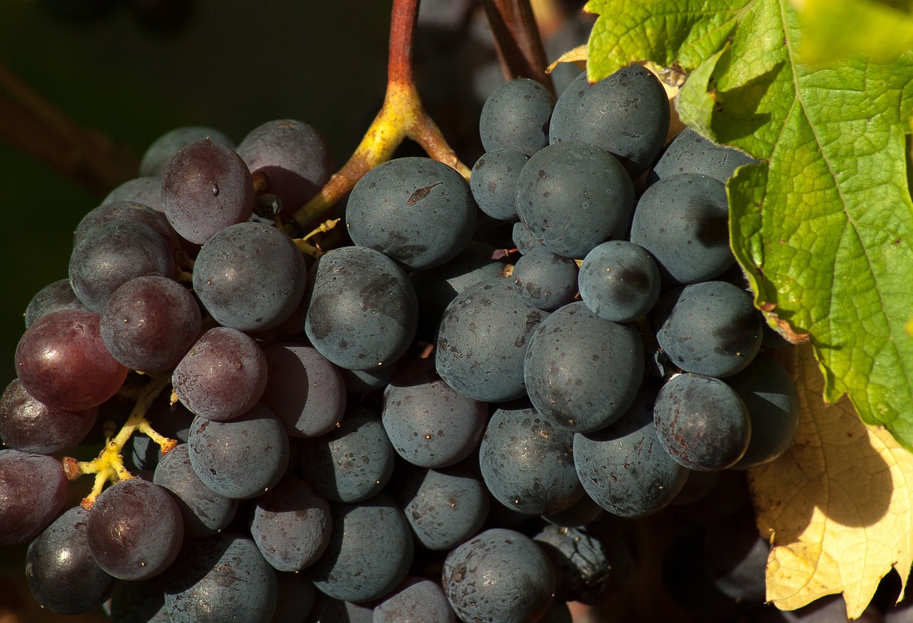 vine grape fall free photo
