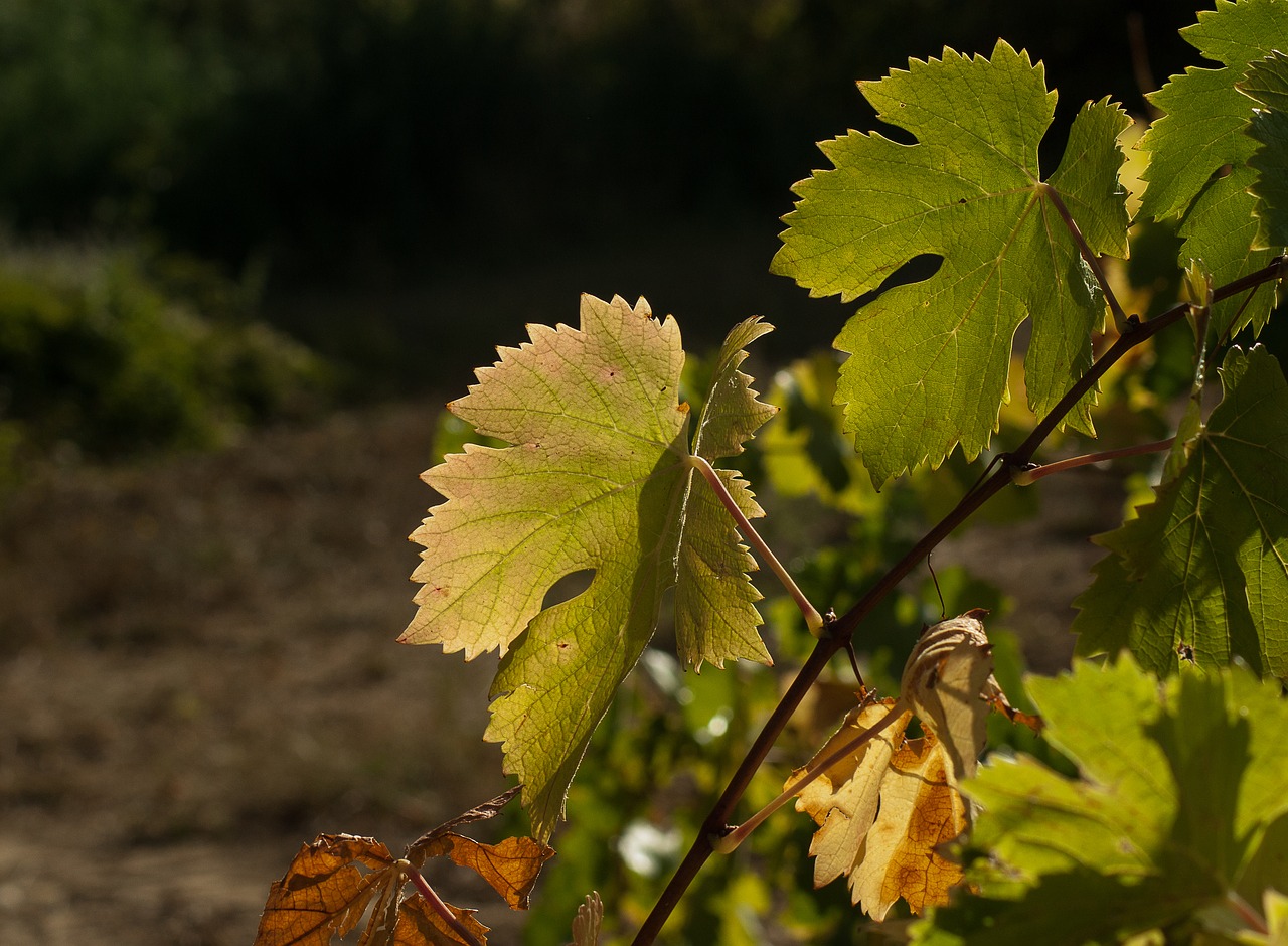 vine fall harvest free photo