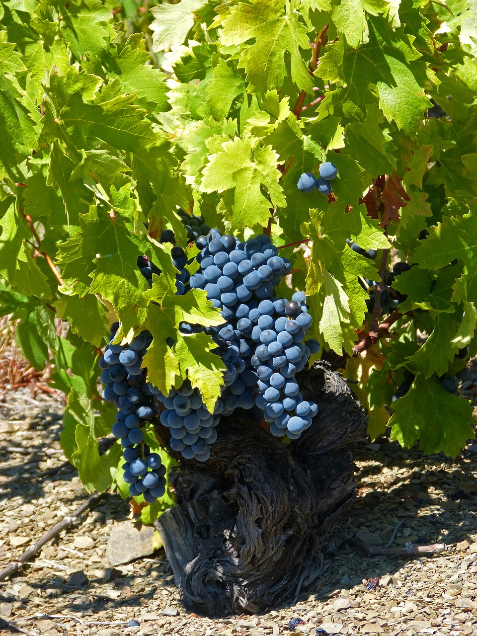 vine old vineyard priorat free photo