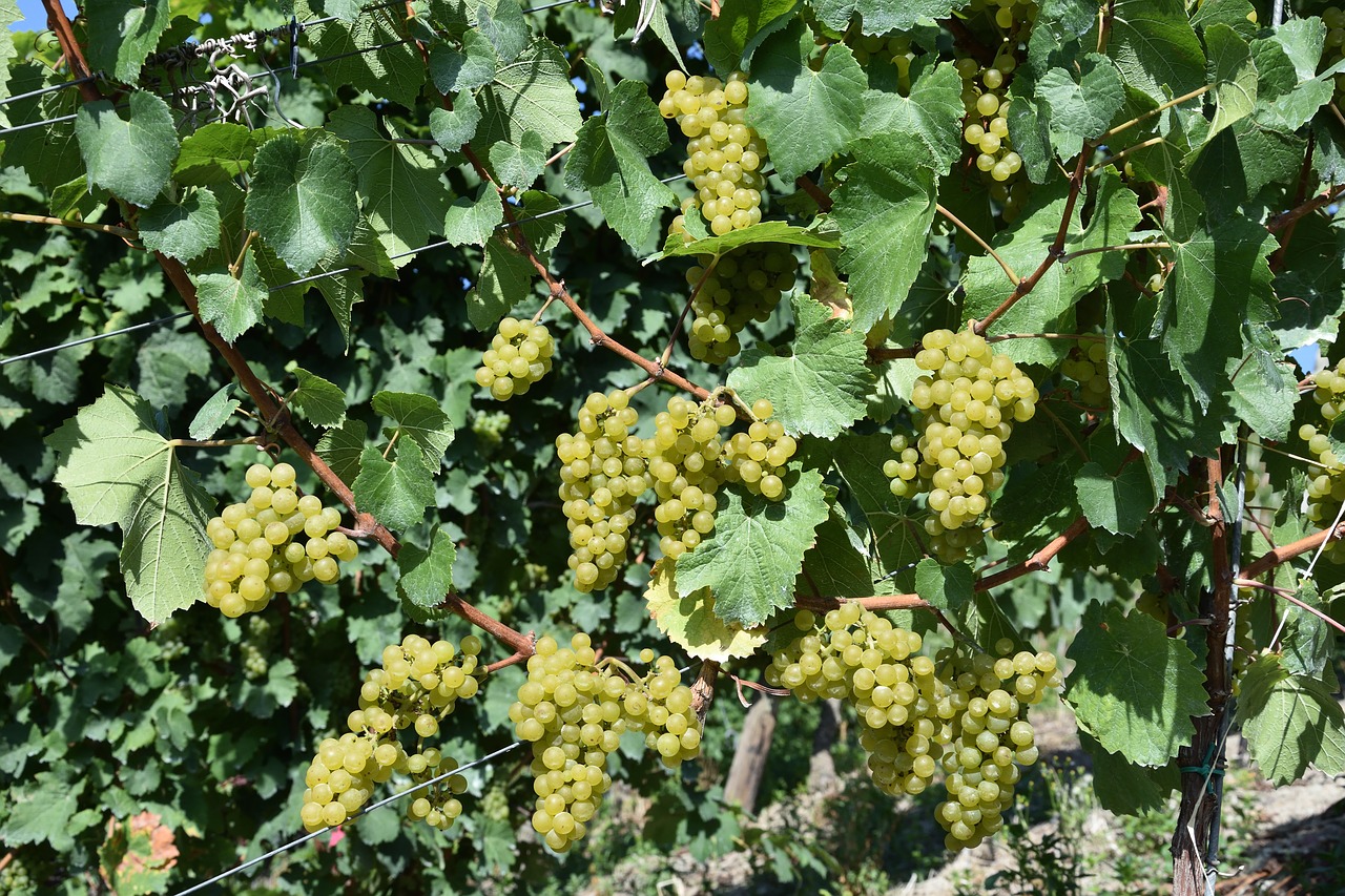 grapes grape mature free photo