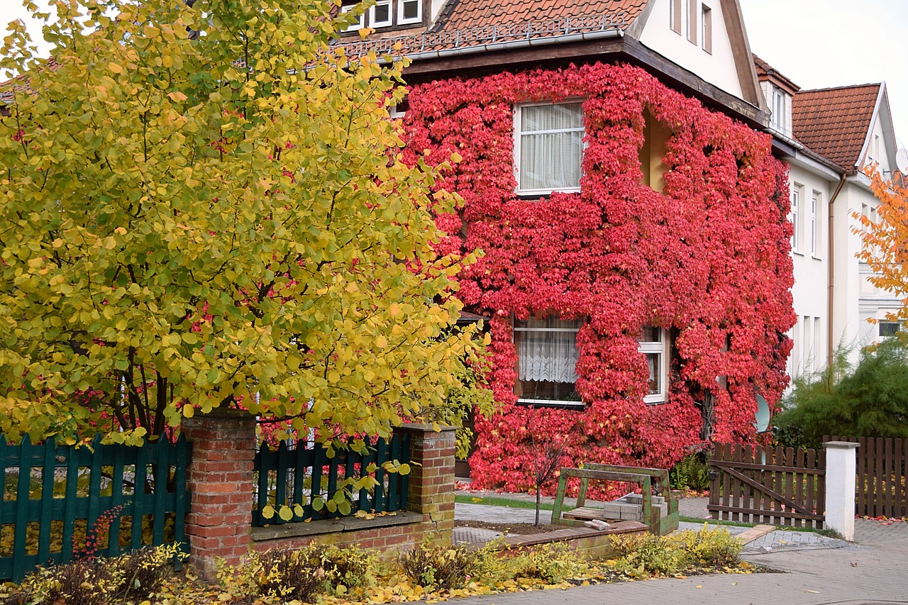 vine autumn red leaves free photo