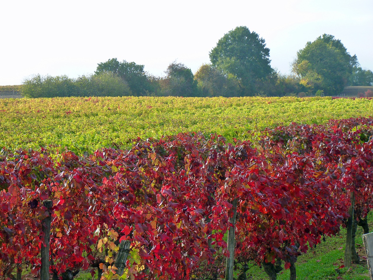 vine fall vineyard free photo