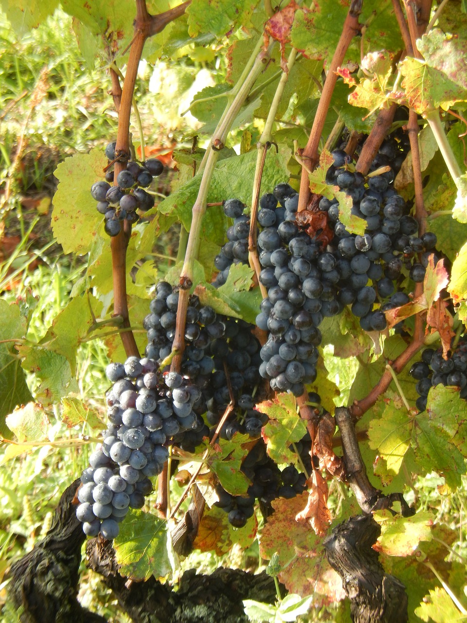 vine grapes nature free photo