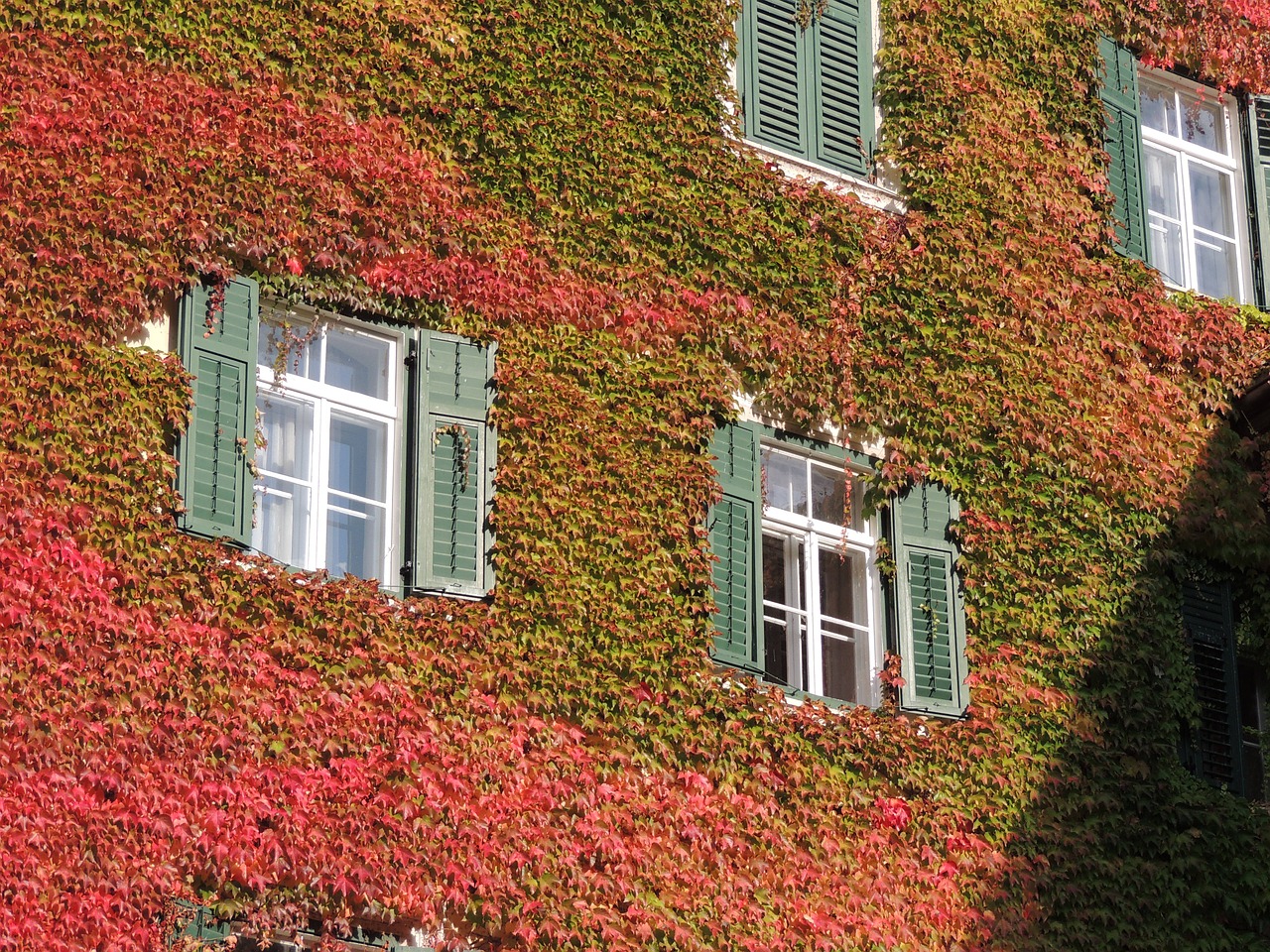 vine wall window free photo
