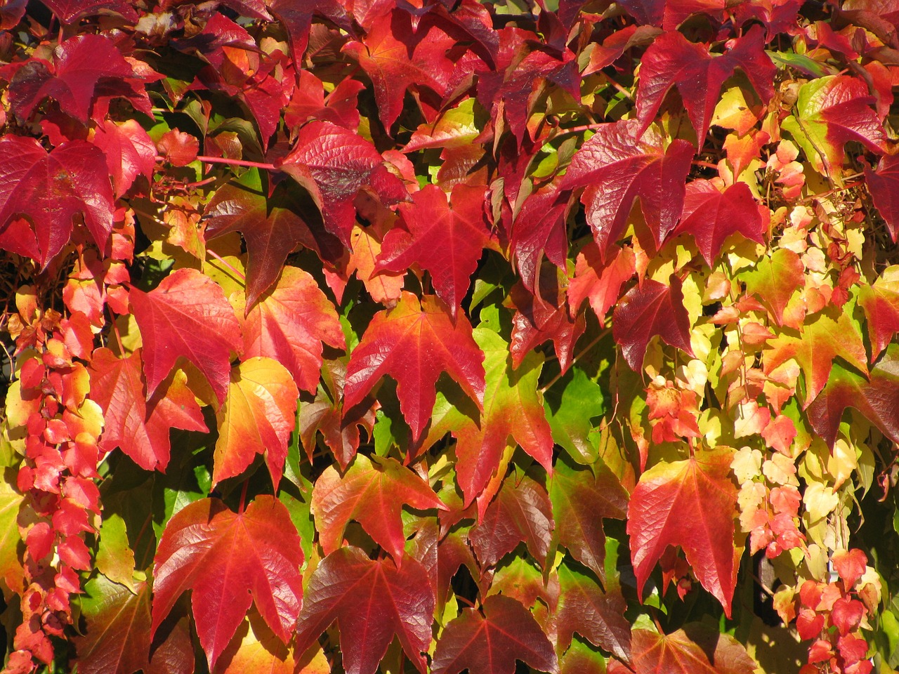 vine autumn color free photo