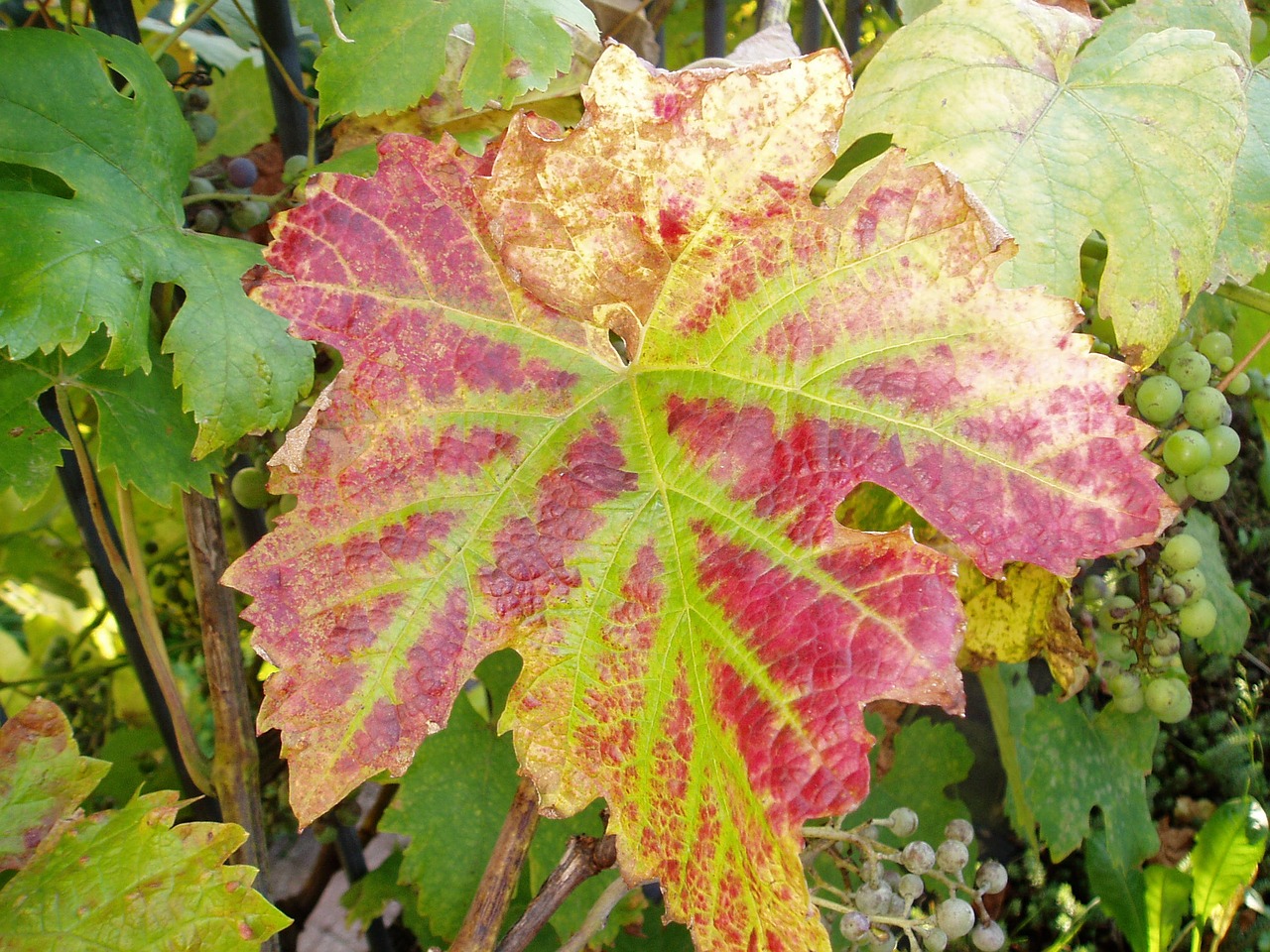 vine autumn fall color free photo