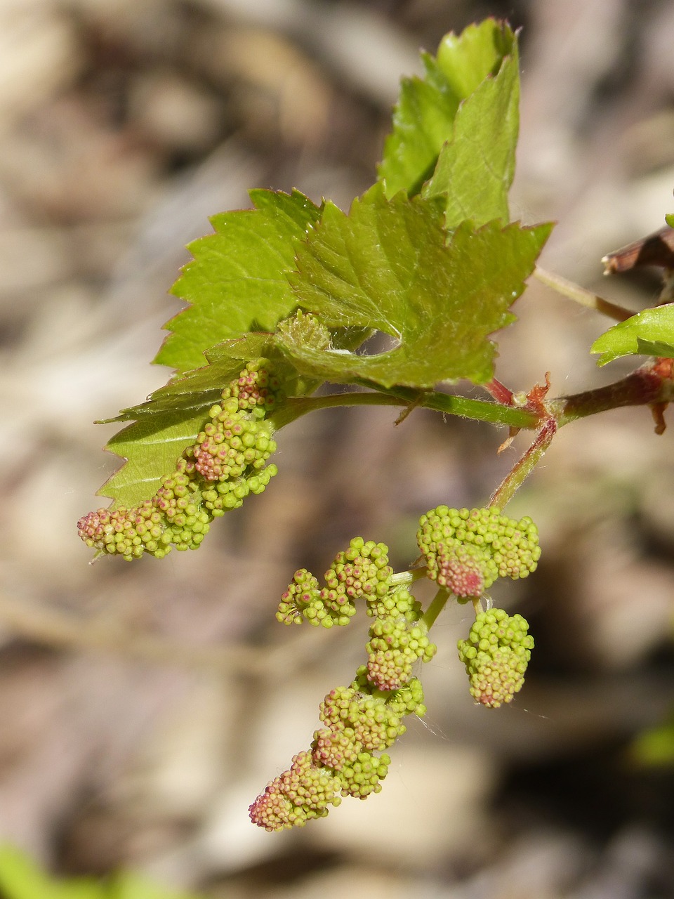 vine outbreak sprout free photo