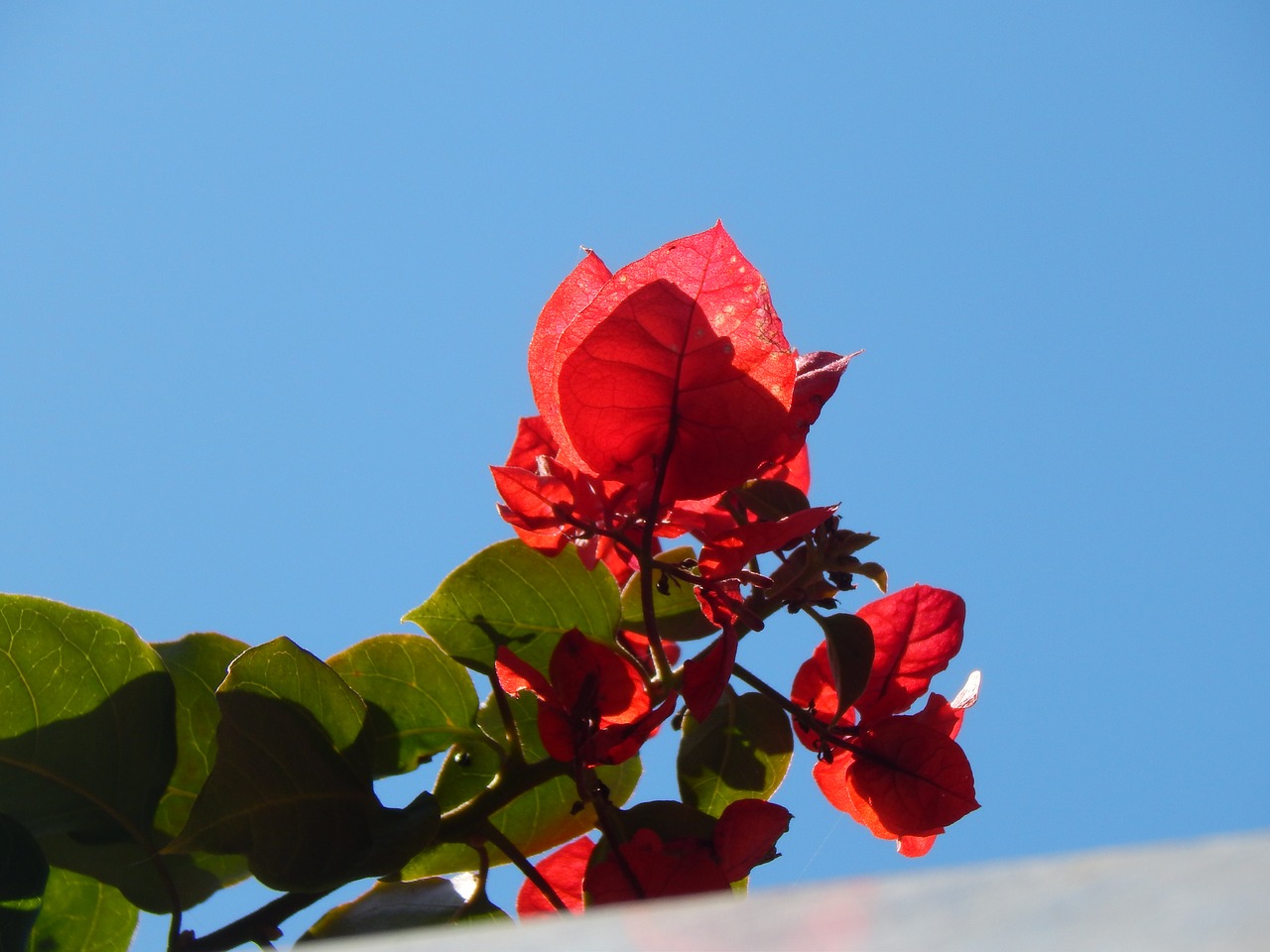 vine plant red flower free photo