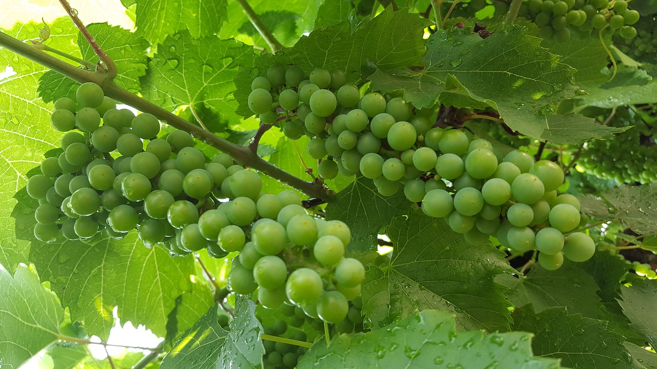 vine grapes nature free photo