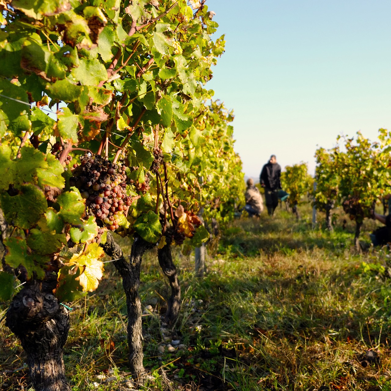 vine harvest cérons free photo