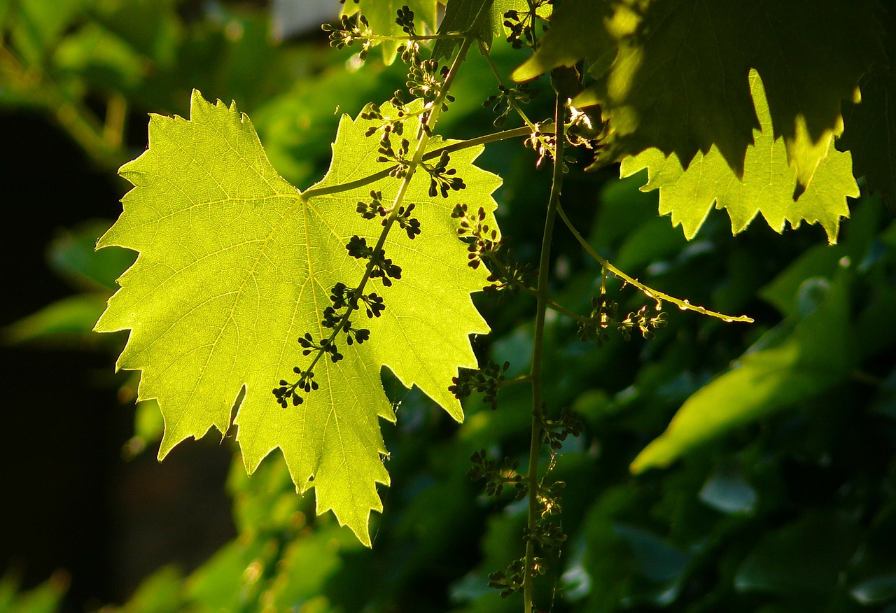 vine plant green free photo