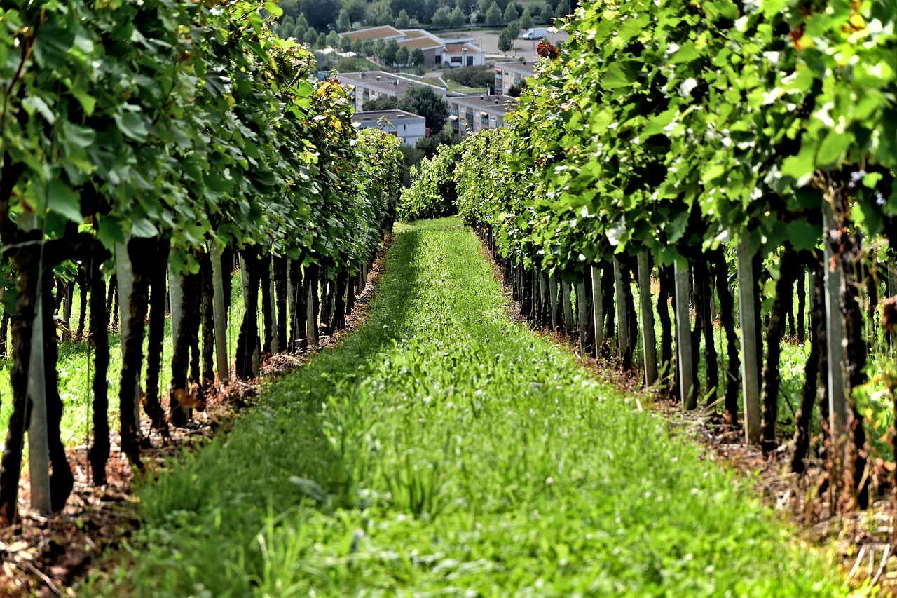 vine wine vineyard free photo