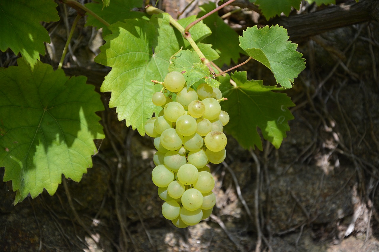 vine grape cluster free photo