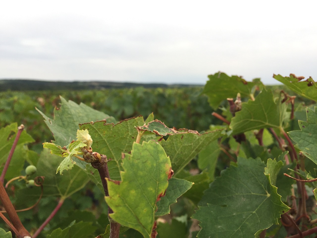 vine touraine grey time free photo