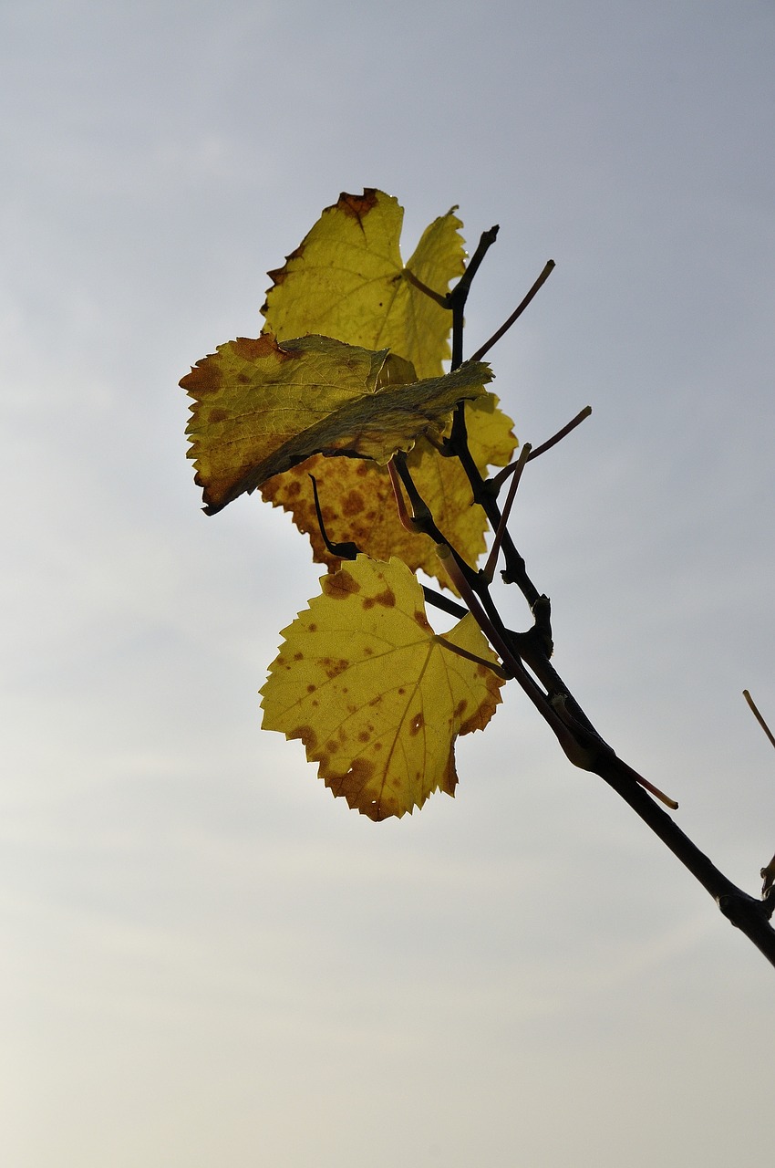 vine autumn leaves free photo