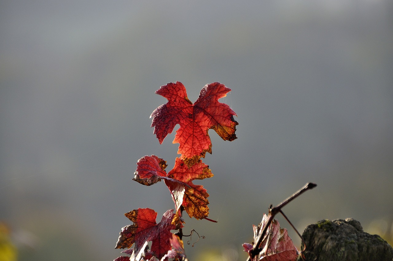 vine autumn emerge free photo