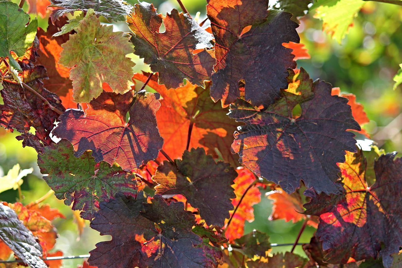 vine autumn colorful free photo