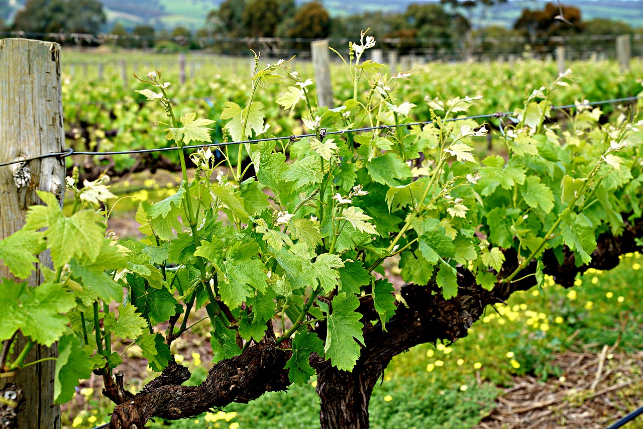 vine sprouts vineyard free photo