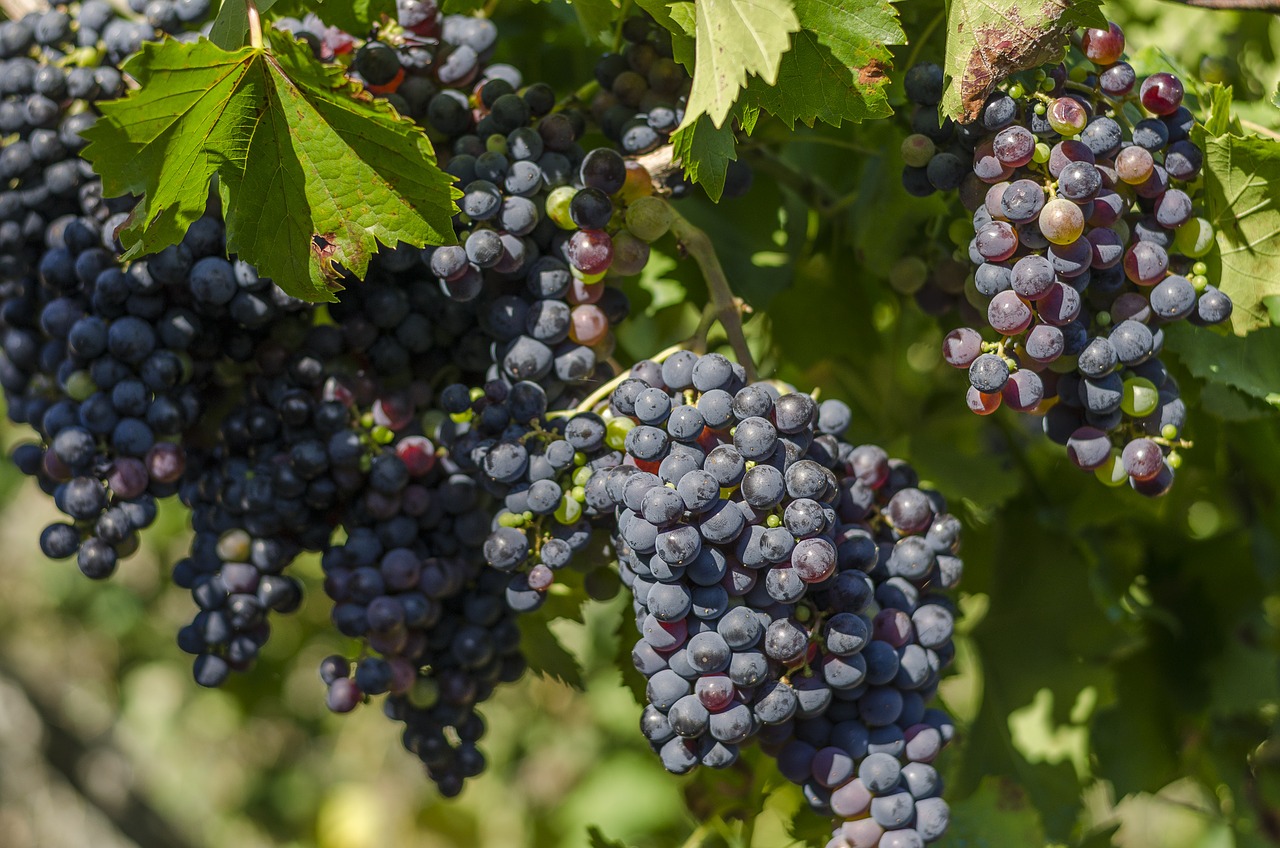 vine black grapes harvest free photo