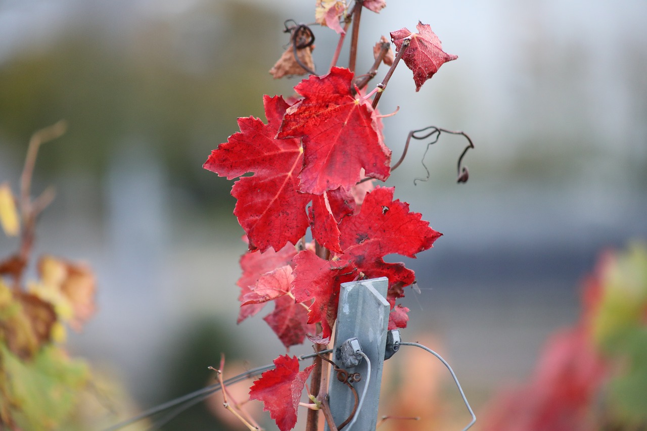 vine leaf red free photo