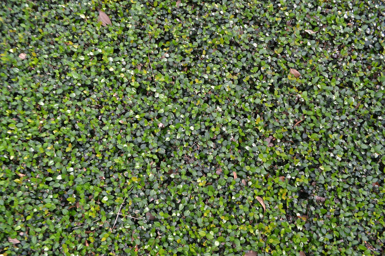 vine  hedge  lawn care free photo