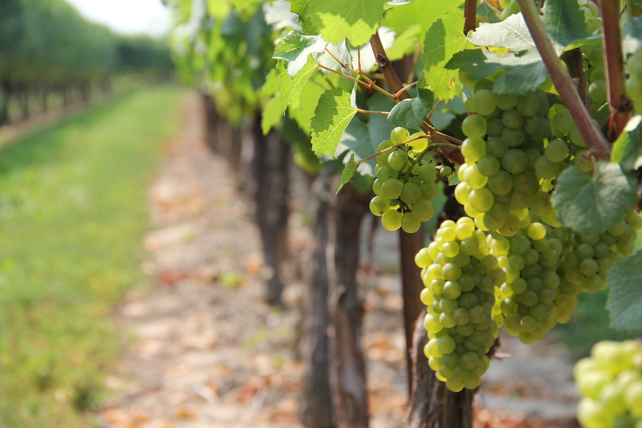 vine  vineyard  grape free photo