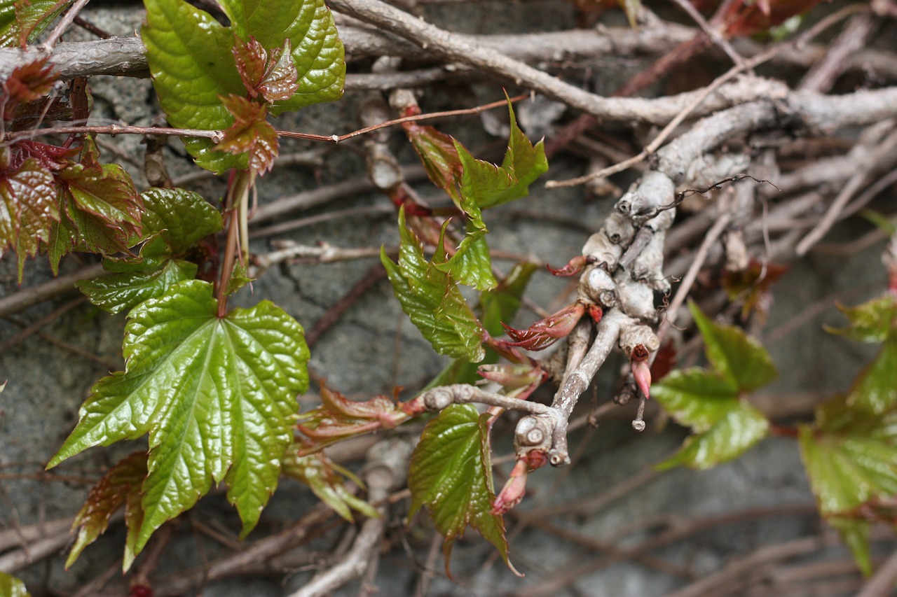 vine leaves climber plant free photo