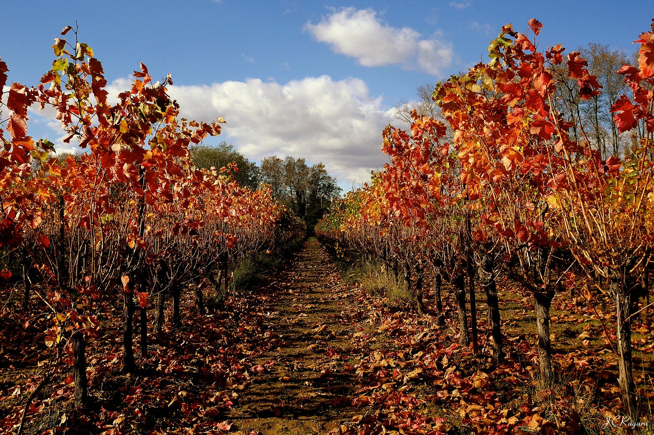 vine  colors  fall free photo