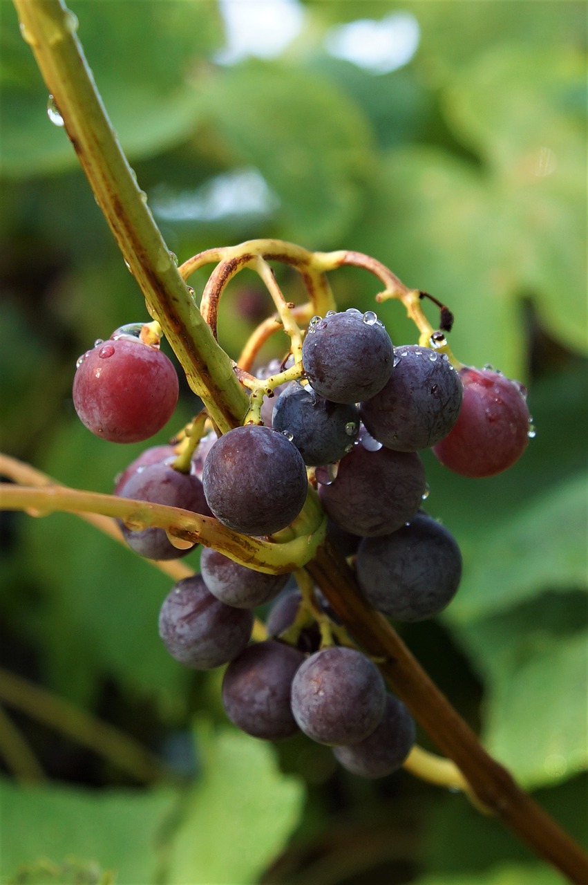 vine  grapes  fruits free photo