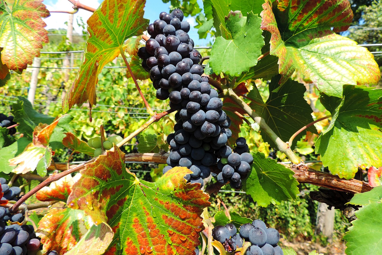 vine  wine  grapevine free photo