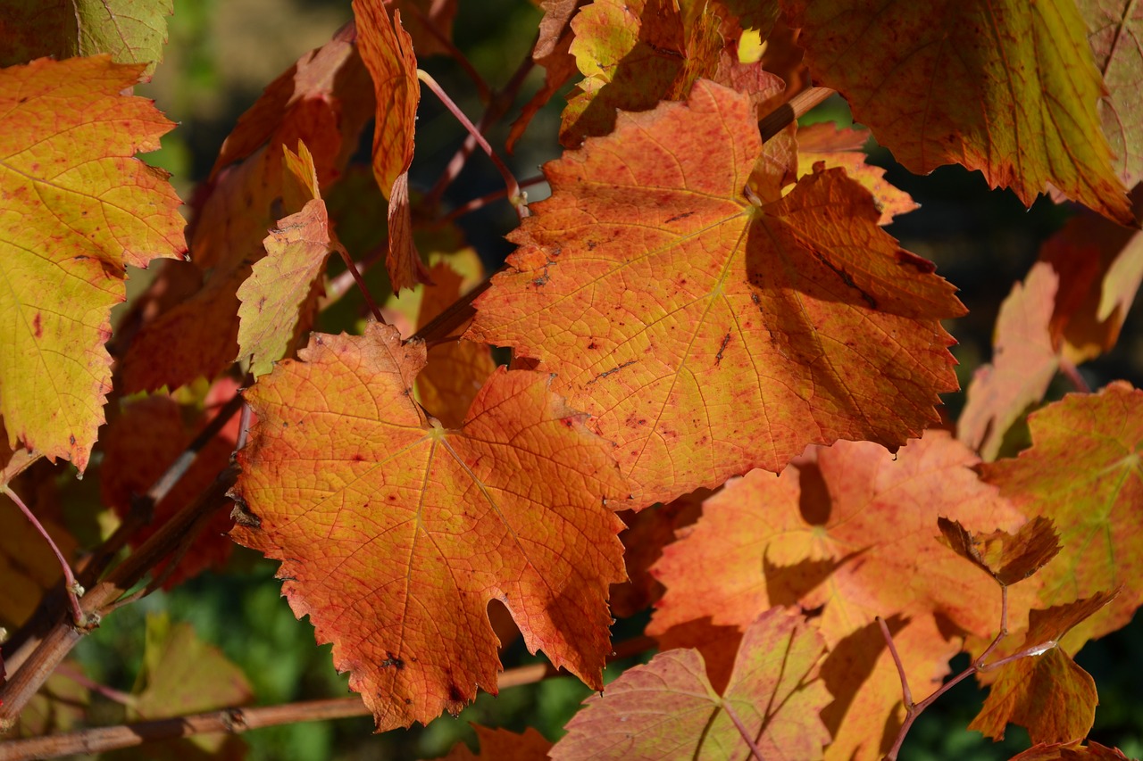 vine  fall  leaves free photo