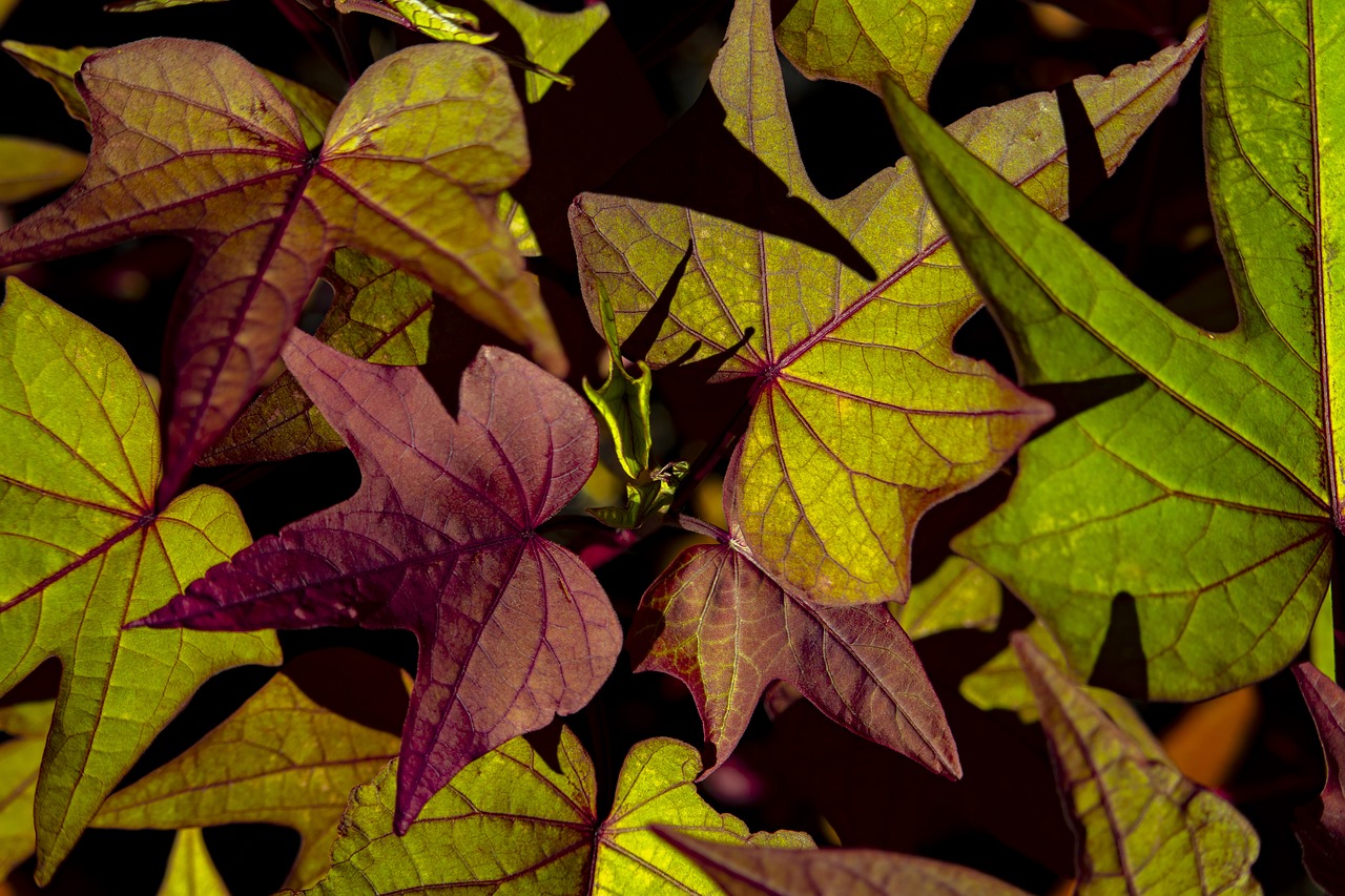 vine  plant  sweet potato free photo