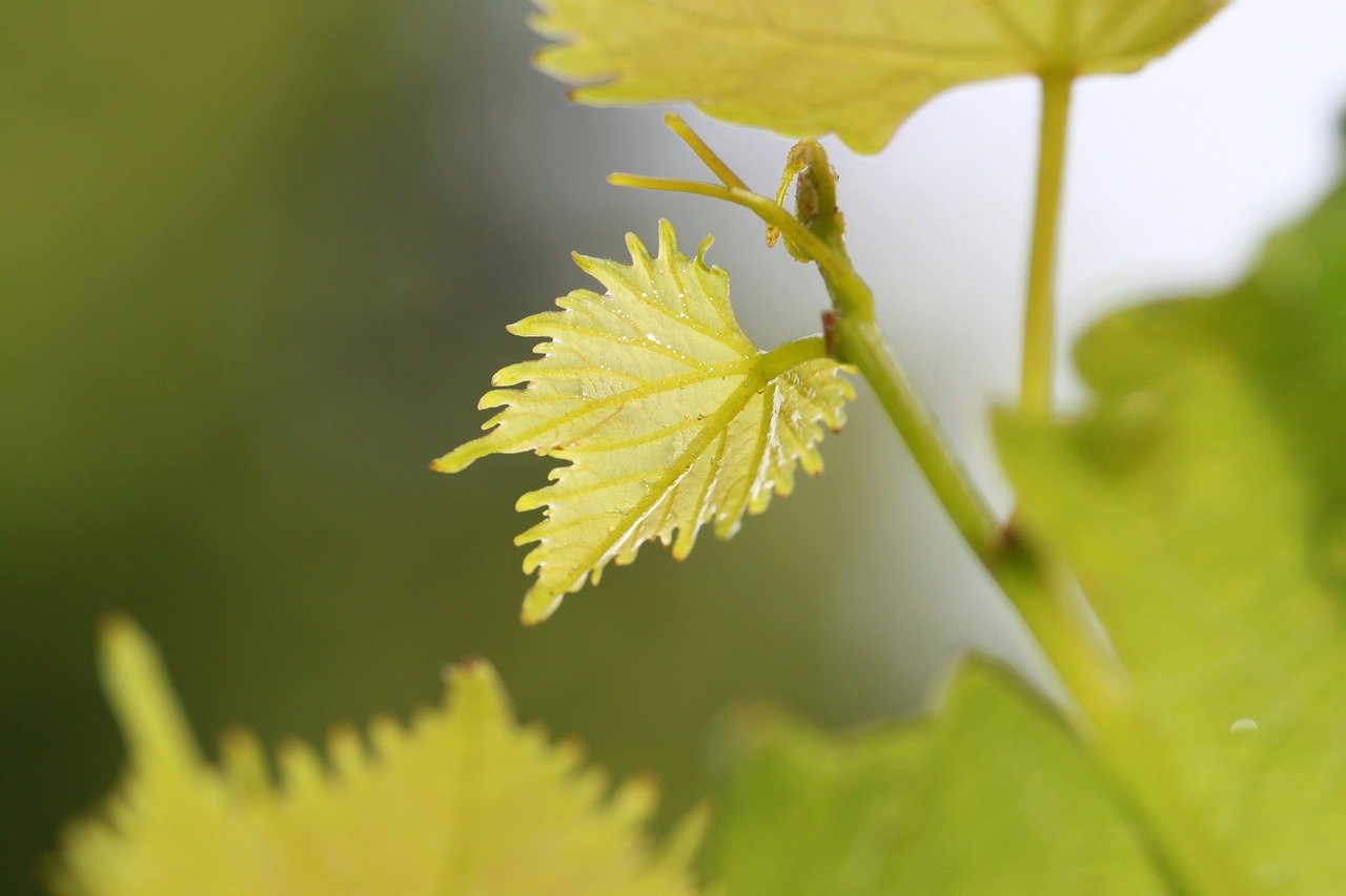 vine wine leaf wine free photo