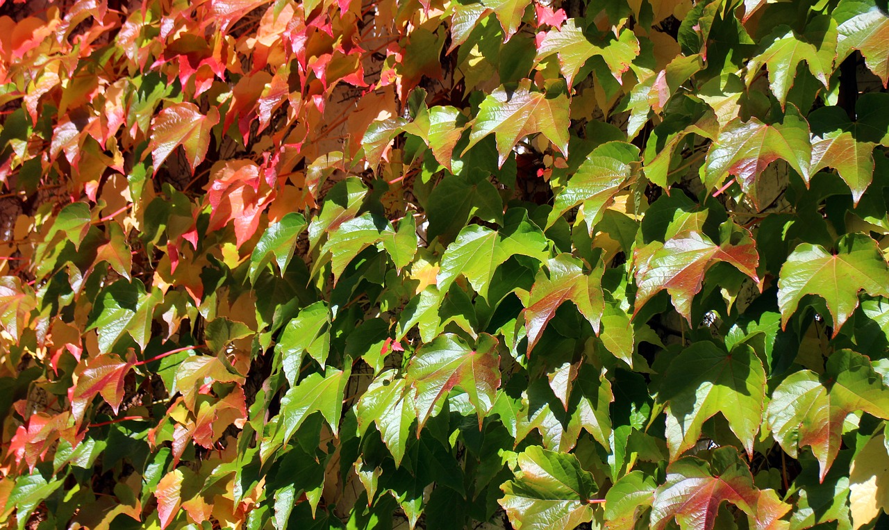 vine autumn leaves free photo