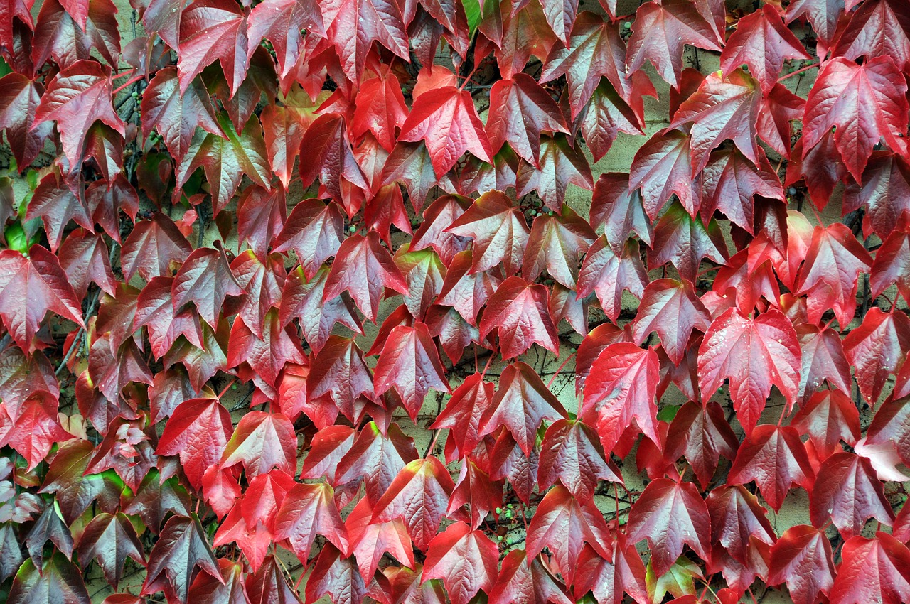 vine red autumn free photo