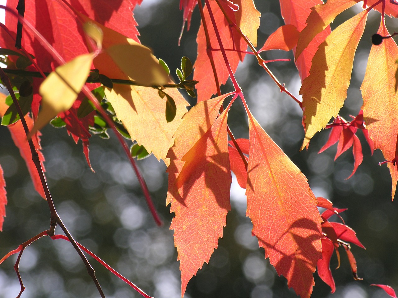 vine autumn wine free photo