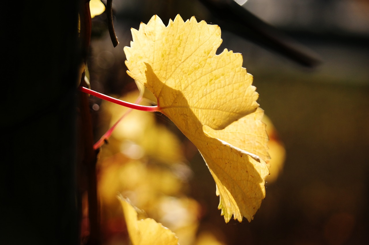 vine leaf autumn free photo