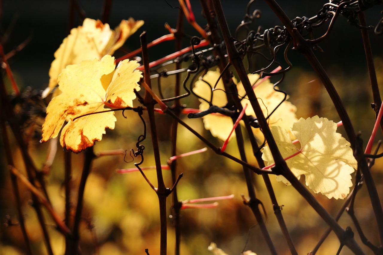 vine leaf autumn free photo