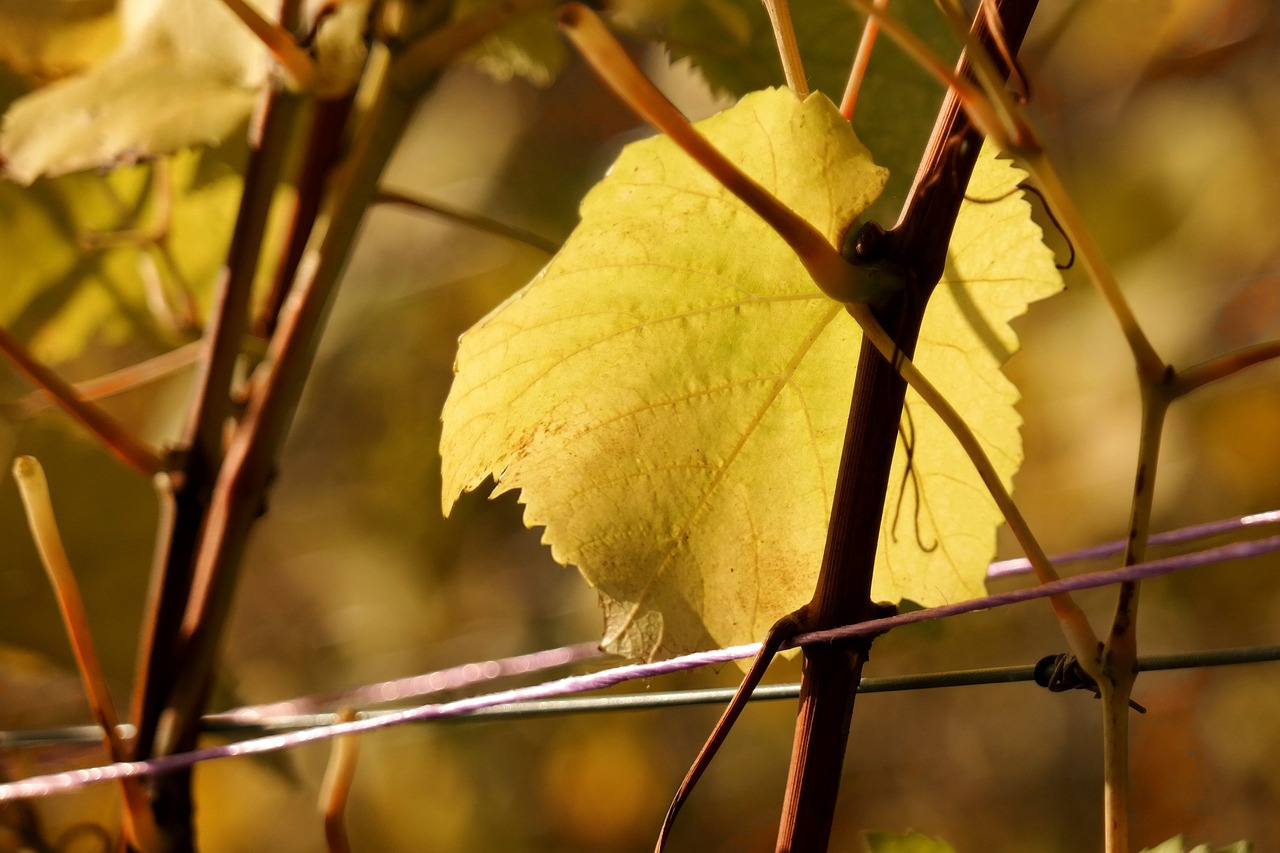 vine leaf autumn free photo