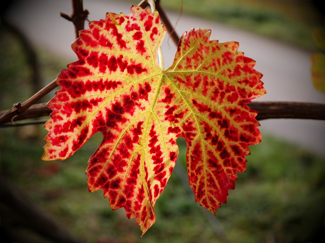 vine leaf autumn free photo