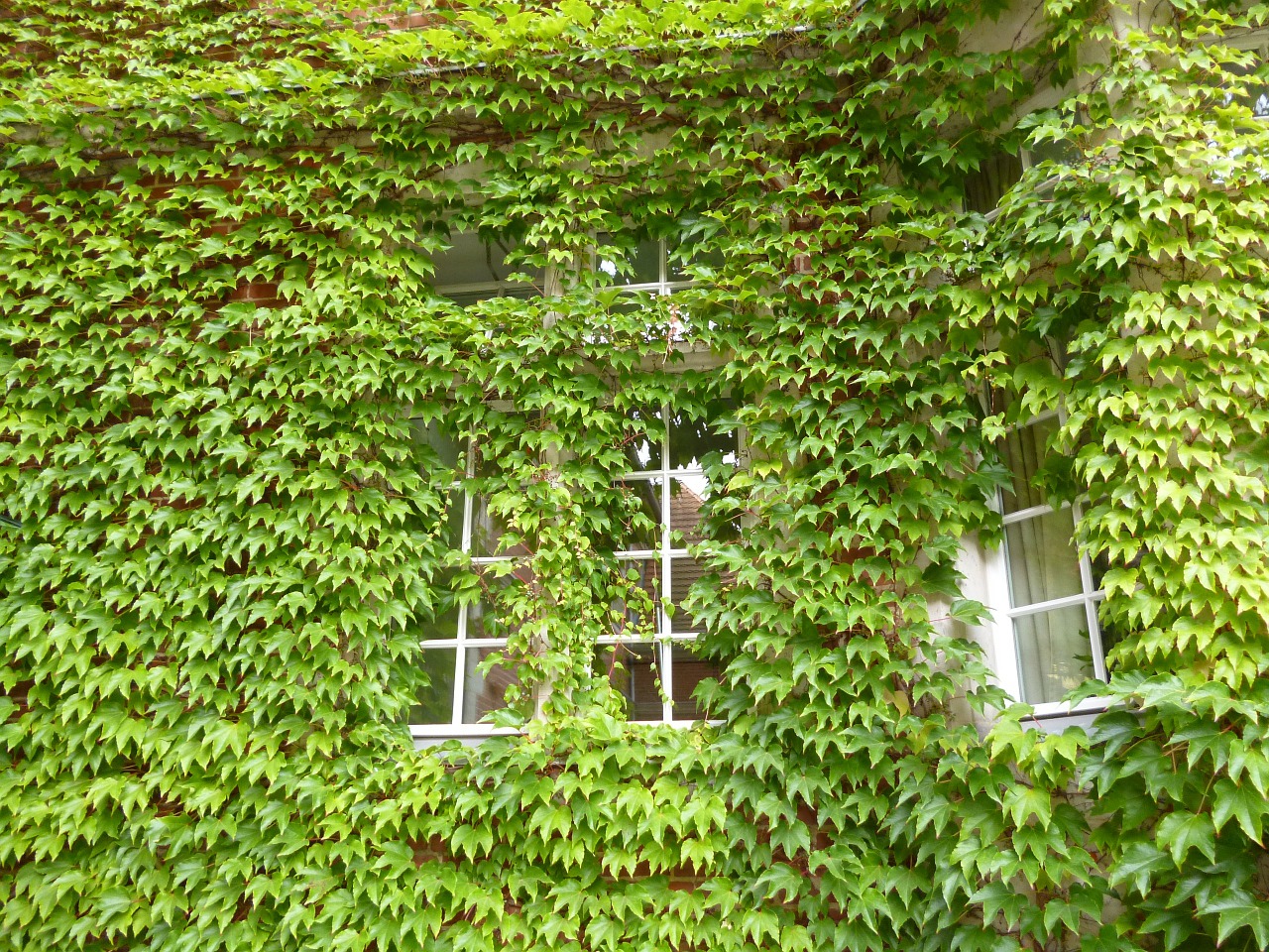 vine window home free photo