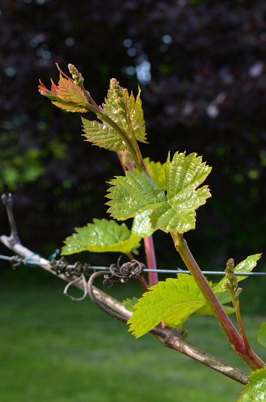 vine boy shoots winegrowing free photo