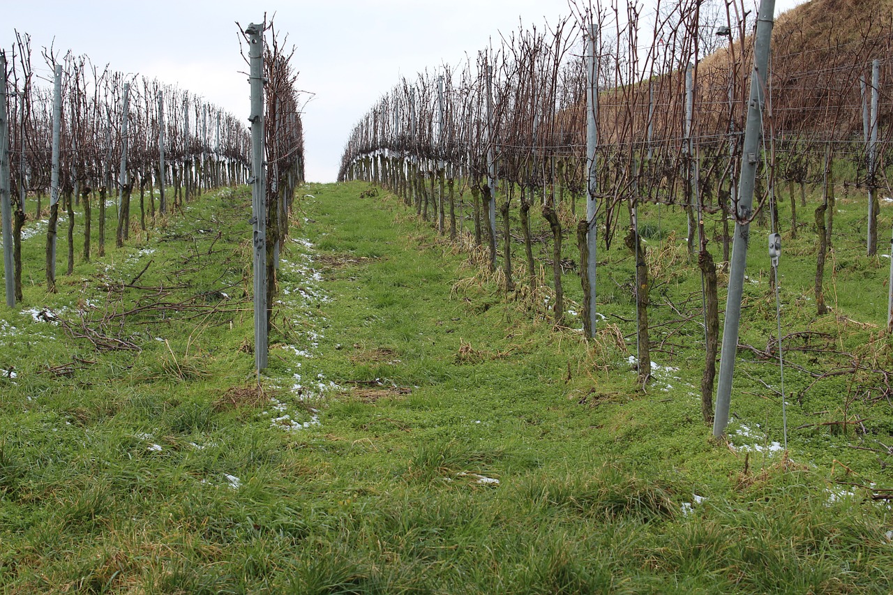 vine vineyard winegrowing free photo