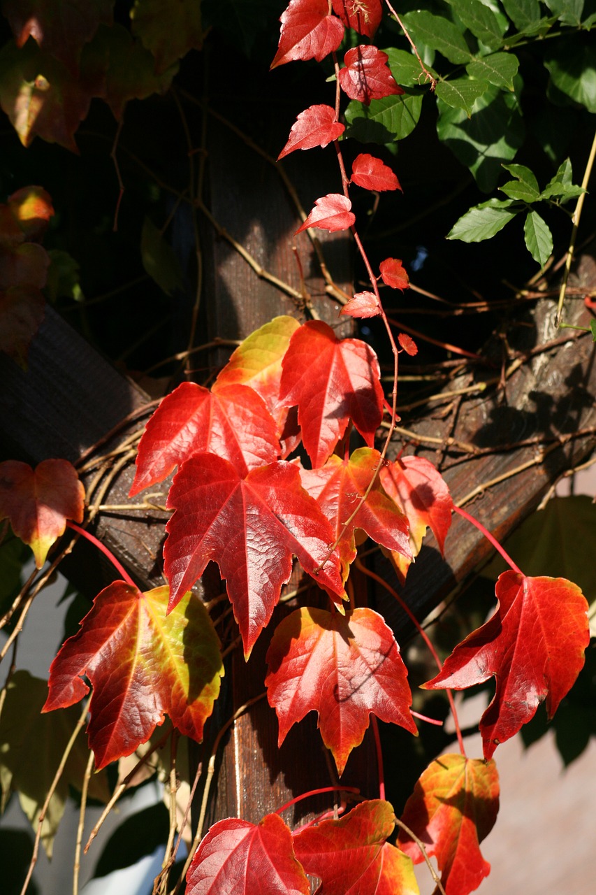 vine red yellow free photo