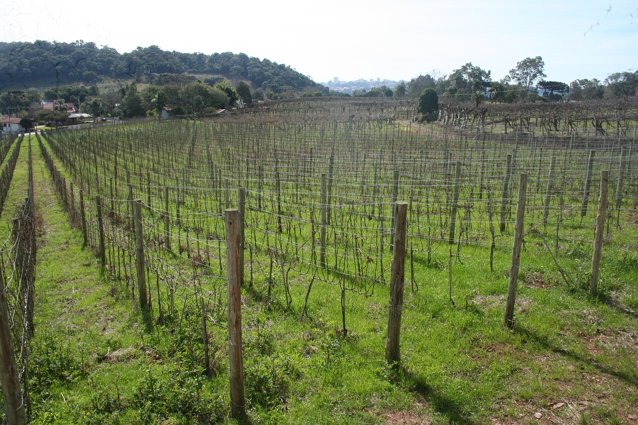 vine field plantation free photo