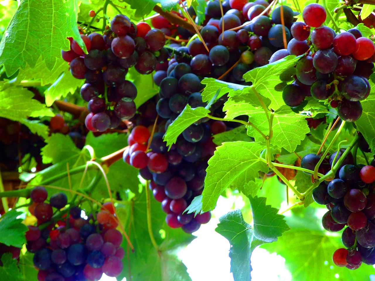 vine south tyrol blue grape free photo