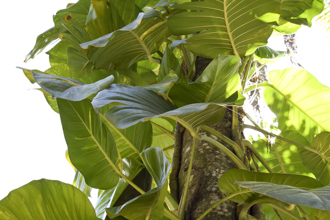 vine leaves sunlight free photo